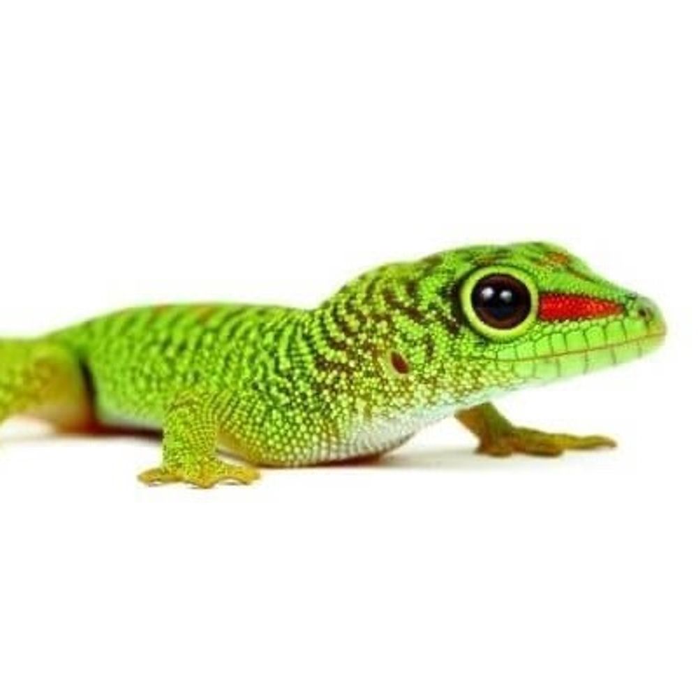 Gecko