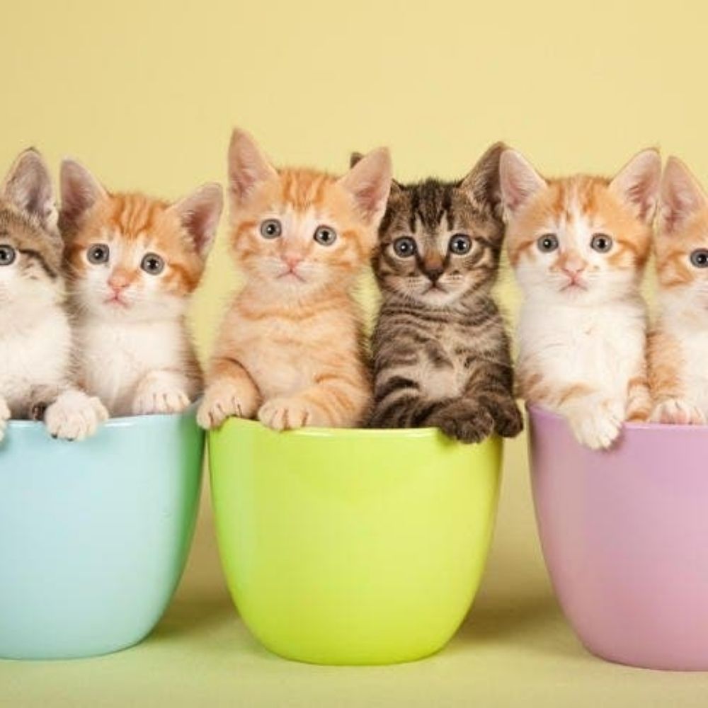 Why you should have a cat