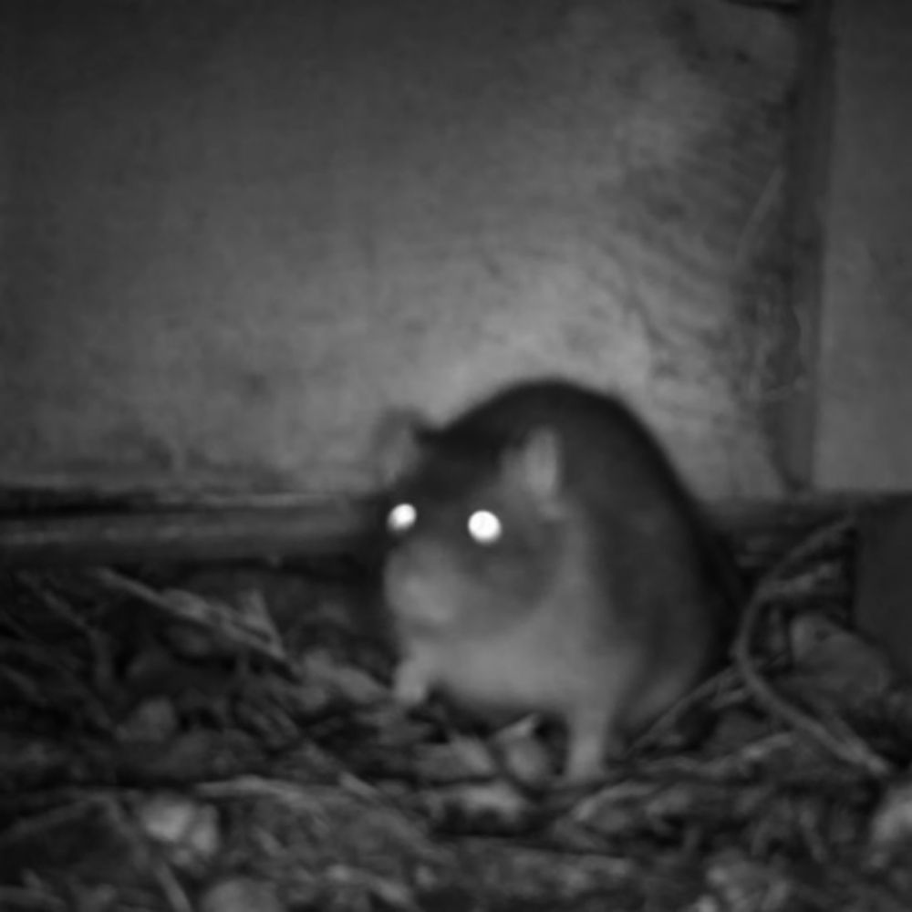 Cordessia 🐀