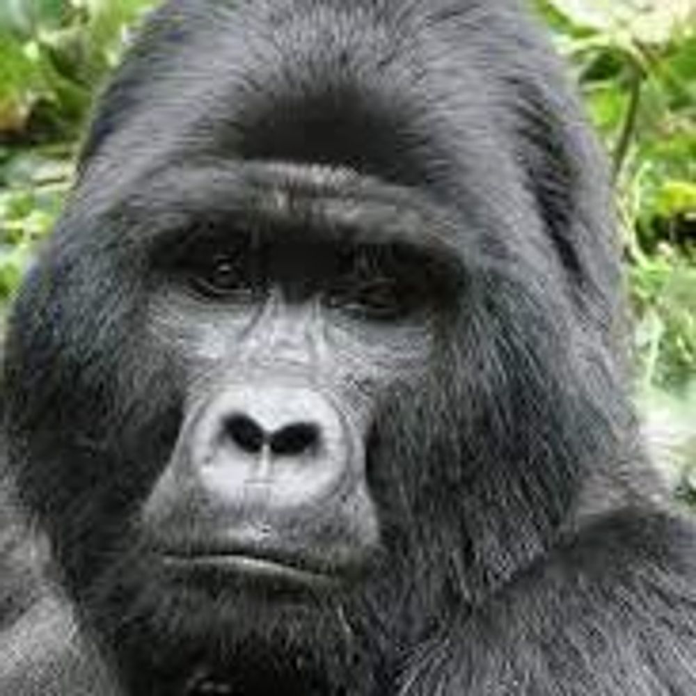 gorilla™
