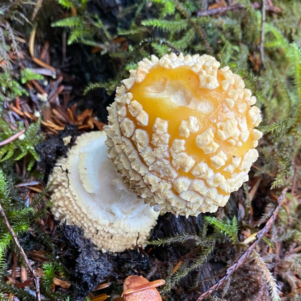 I am a mushroom