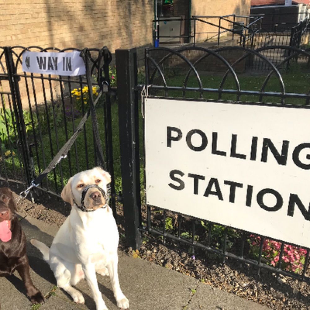 #DogsAtPollingStations