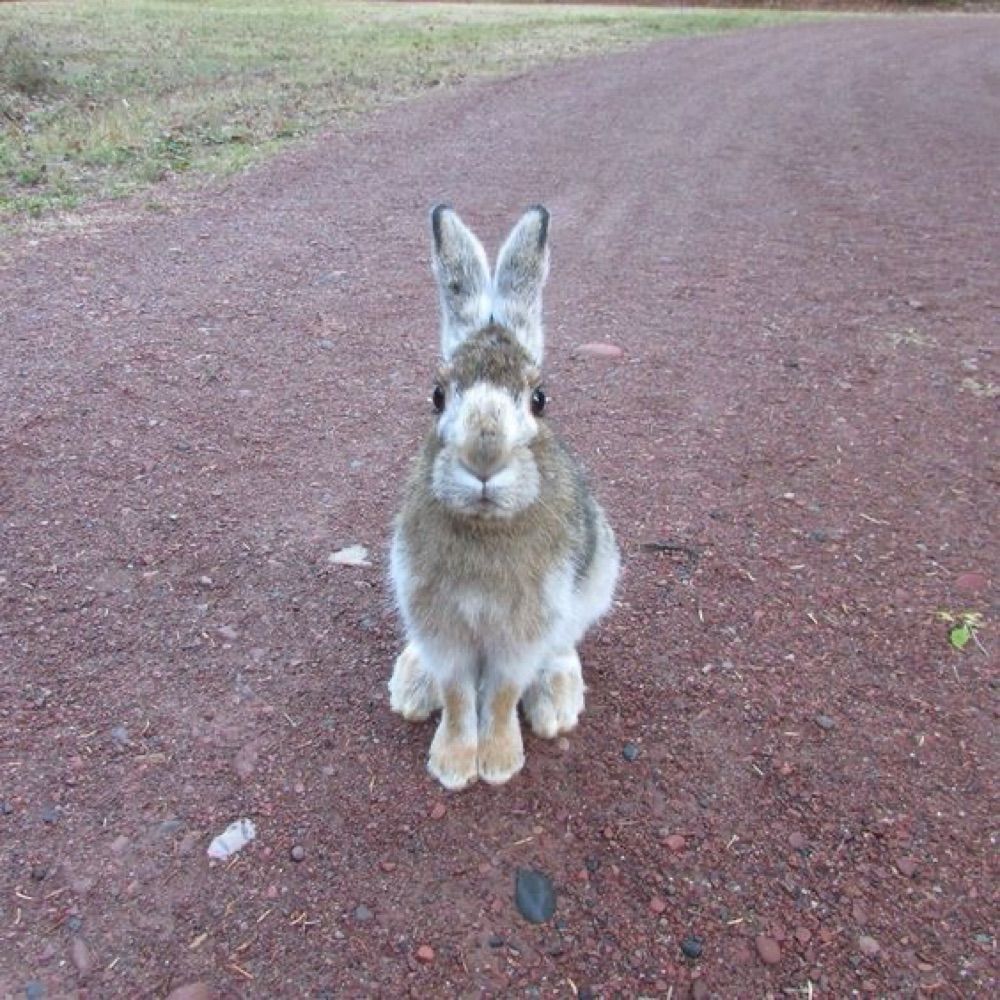 RaunchingRabbits