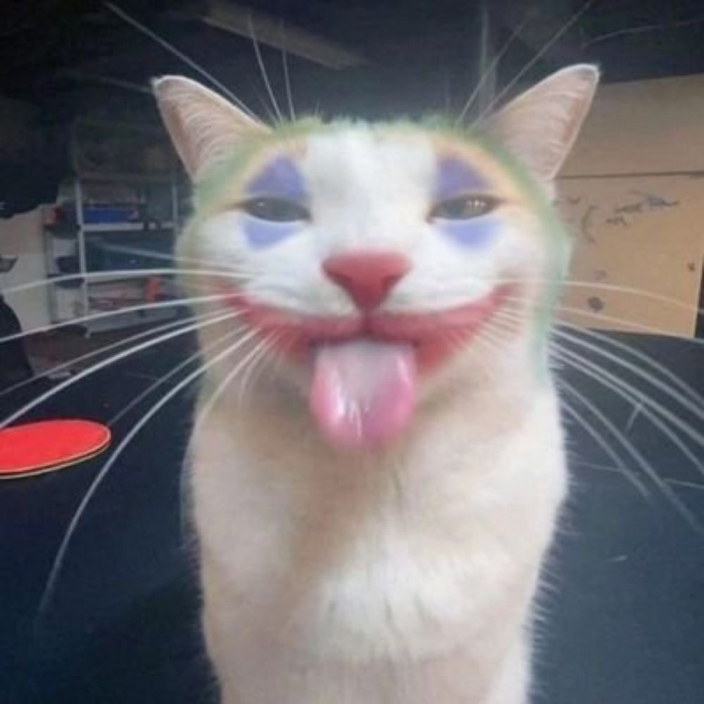 cacau