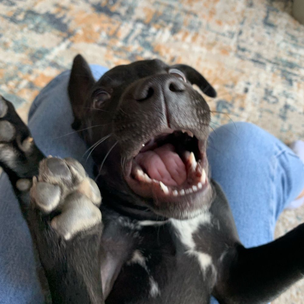 paolinha