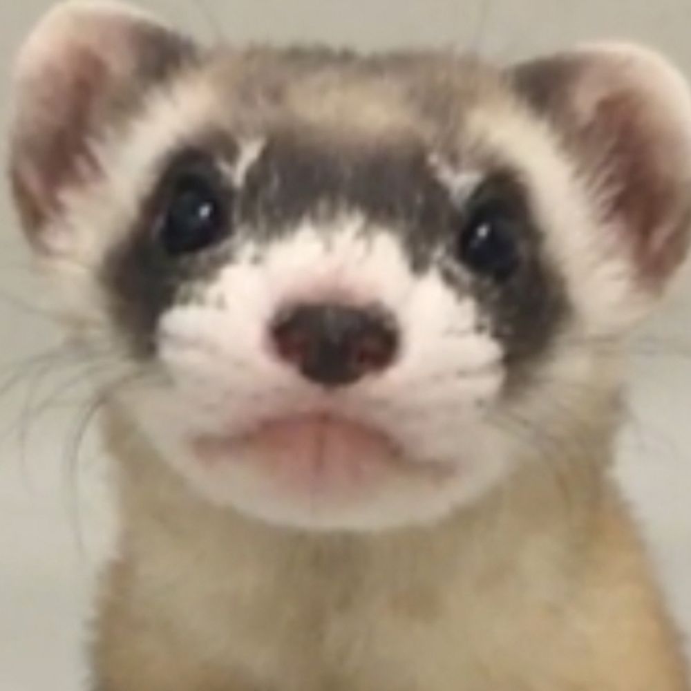 ChronicTheFerret