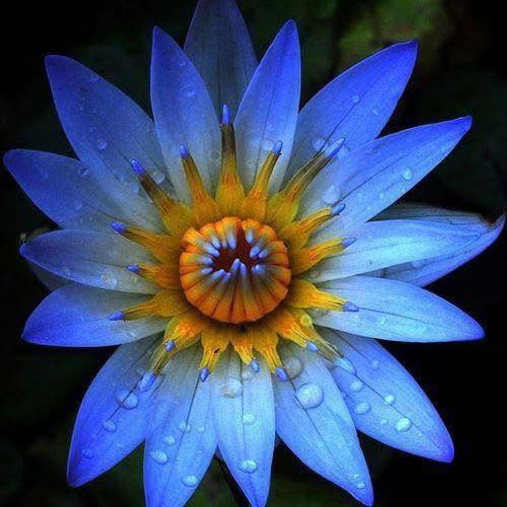 East of the Sun: Indo Tibetan Buddhism