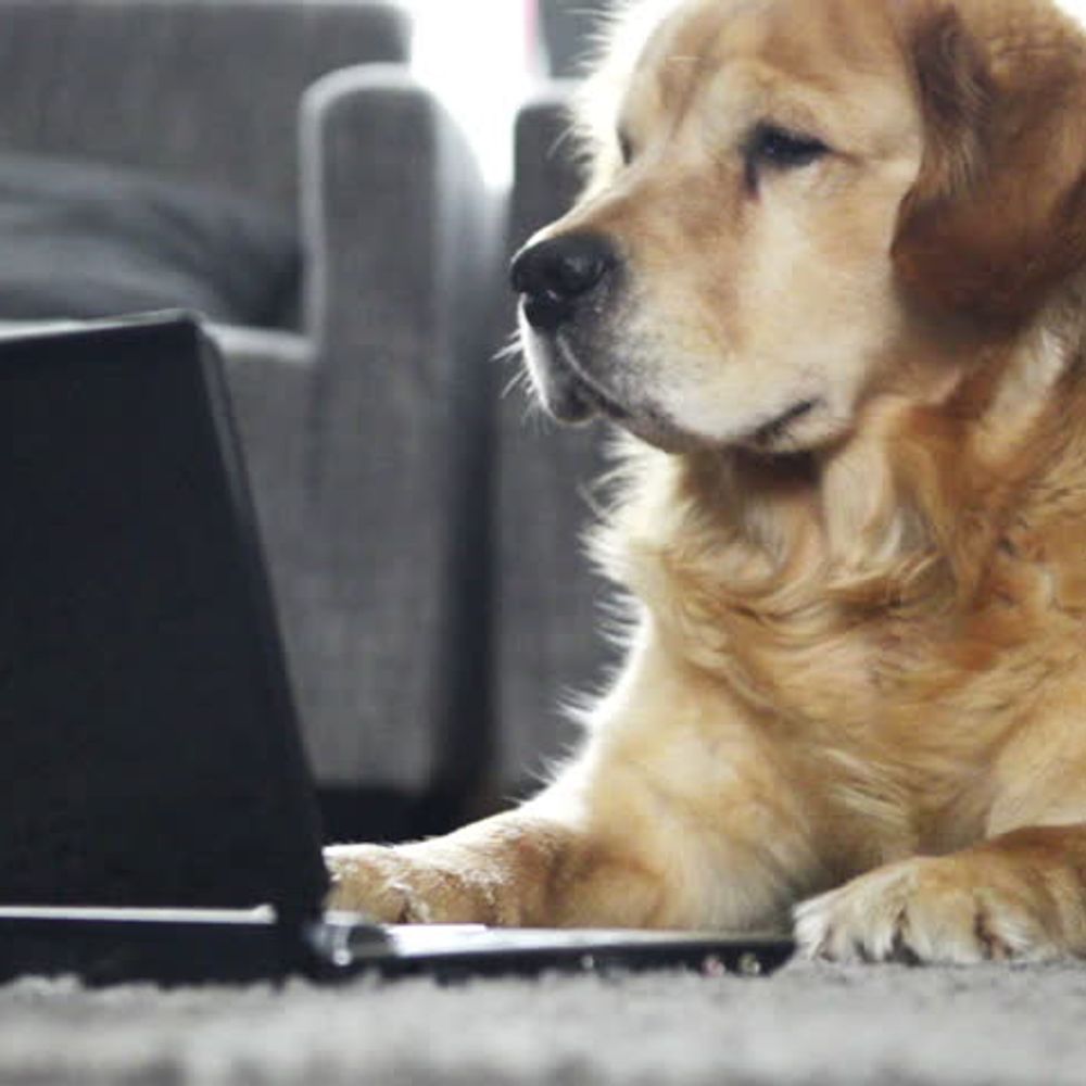 Racism watchdog
