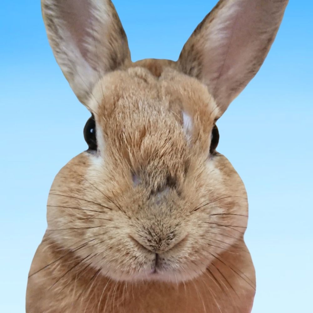 ユイ