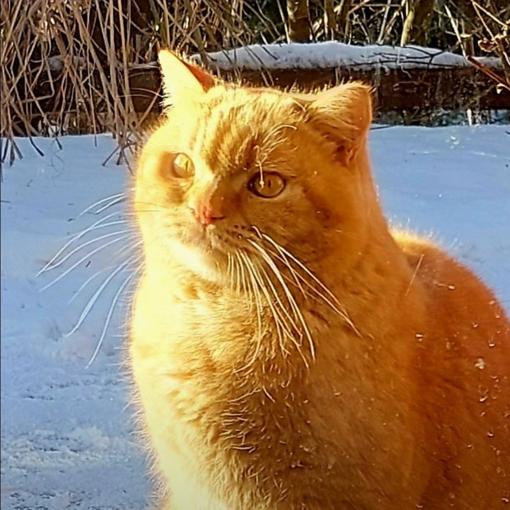 Heidi