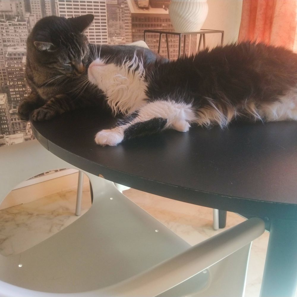 Léon et kitty 