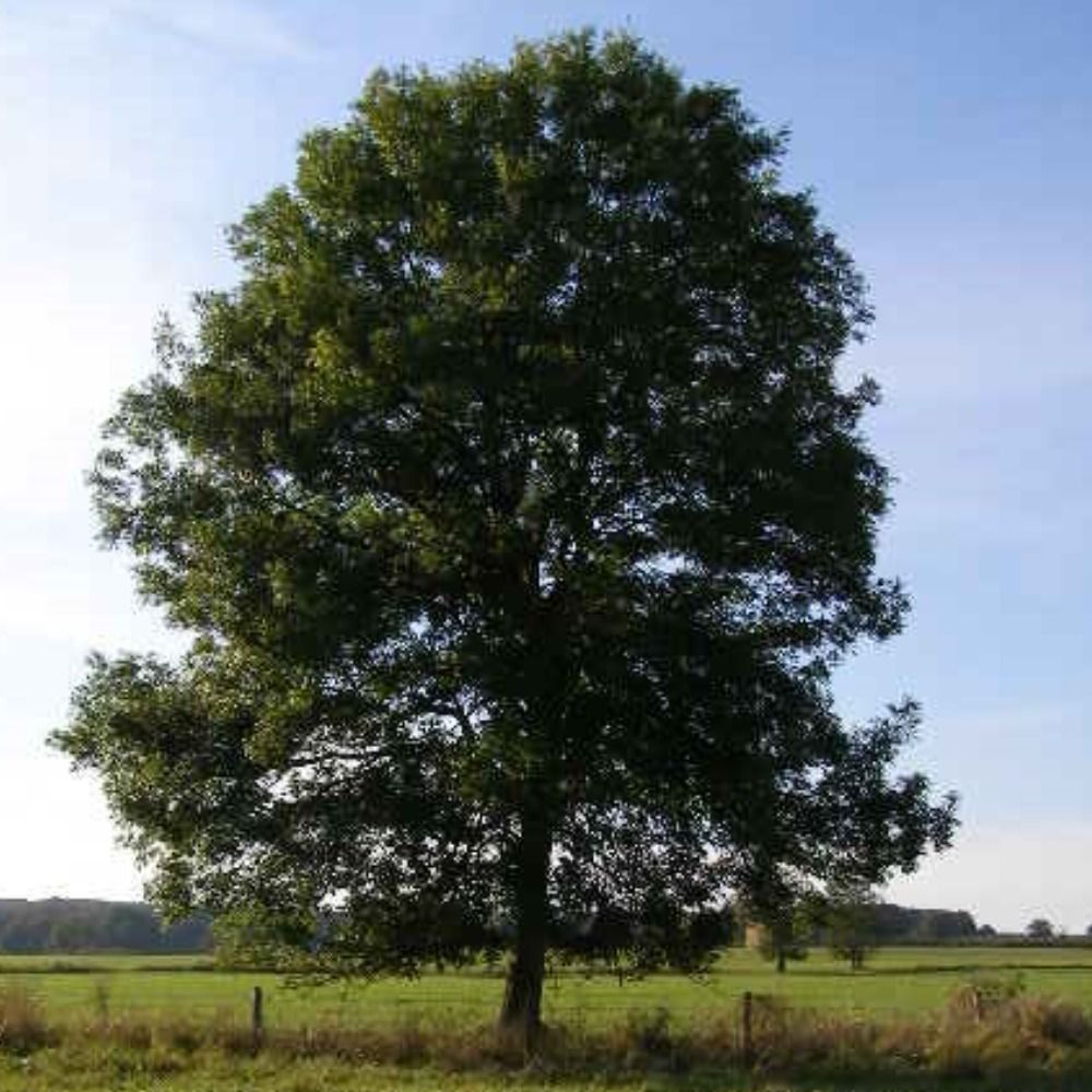 FarFromTheTree