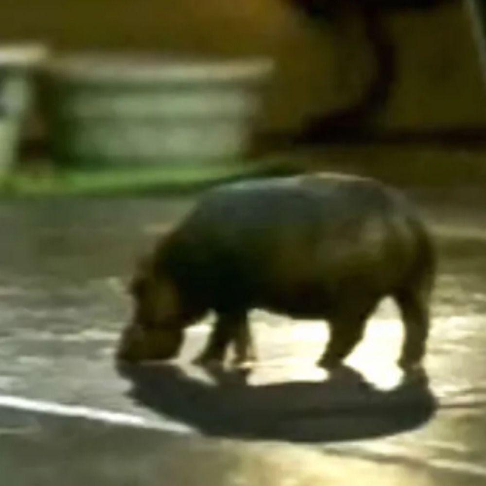 North American House Hippo
