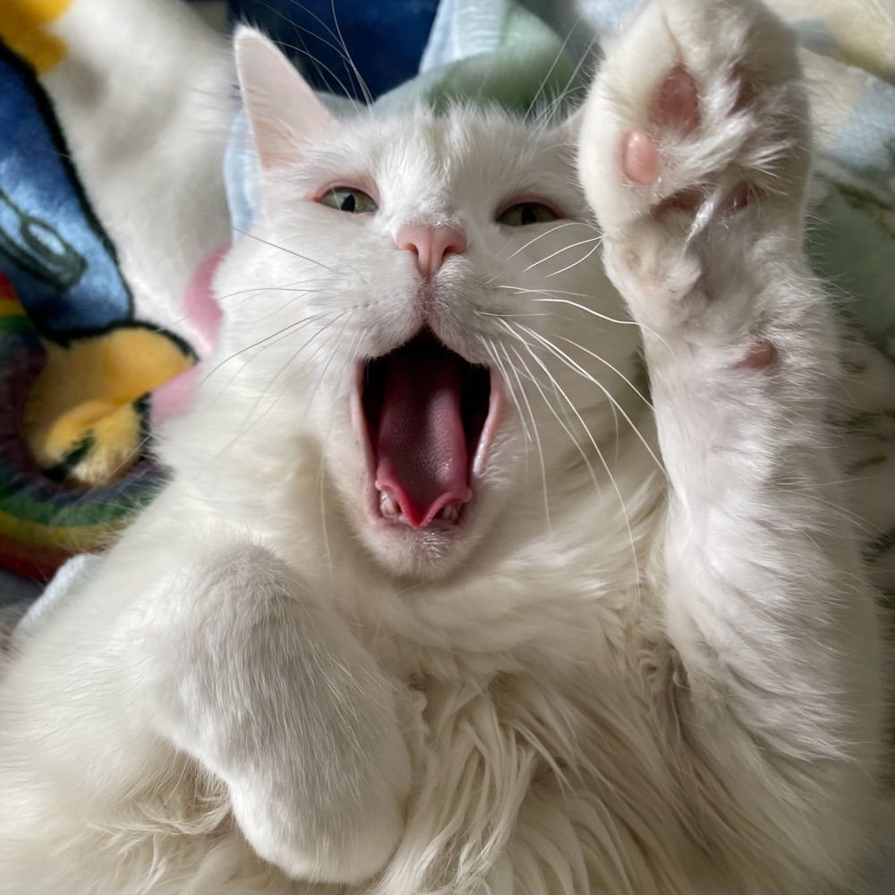 Willowcita