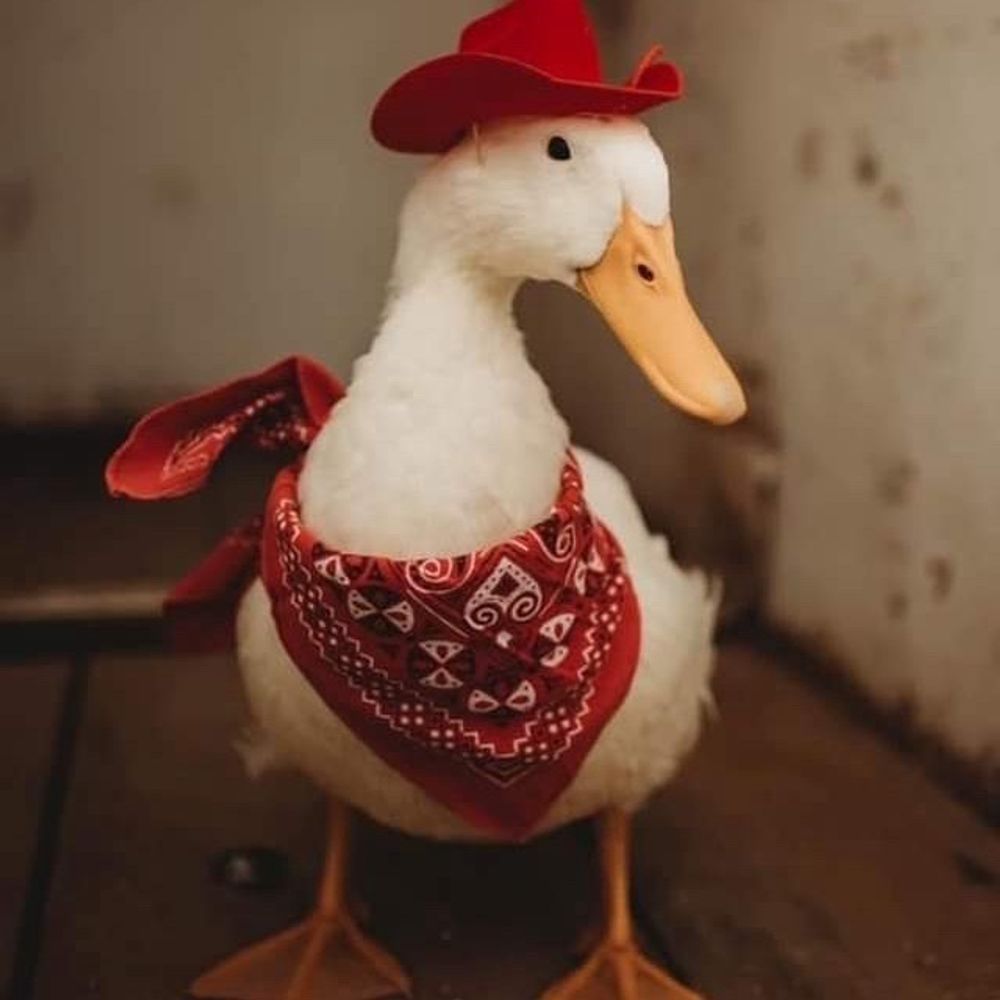 🦆بطة🦆