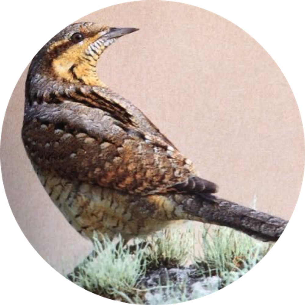 Wryneck Birding Tours