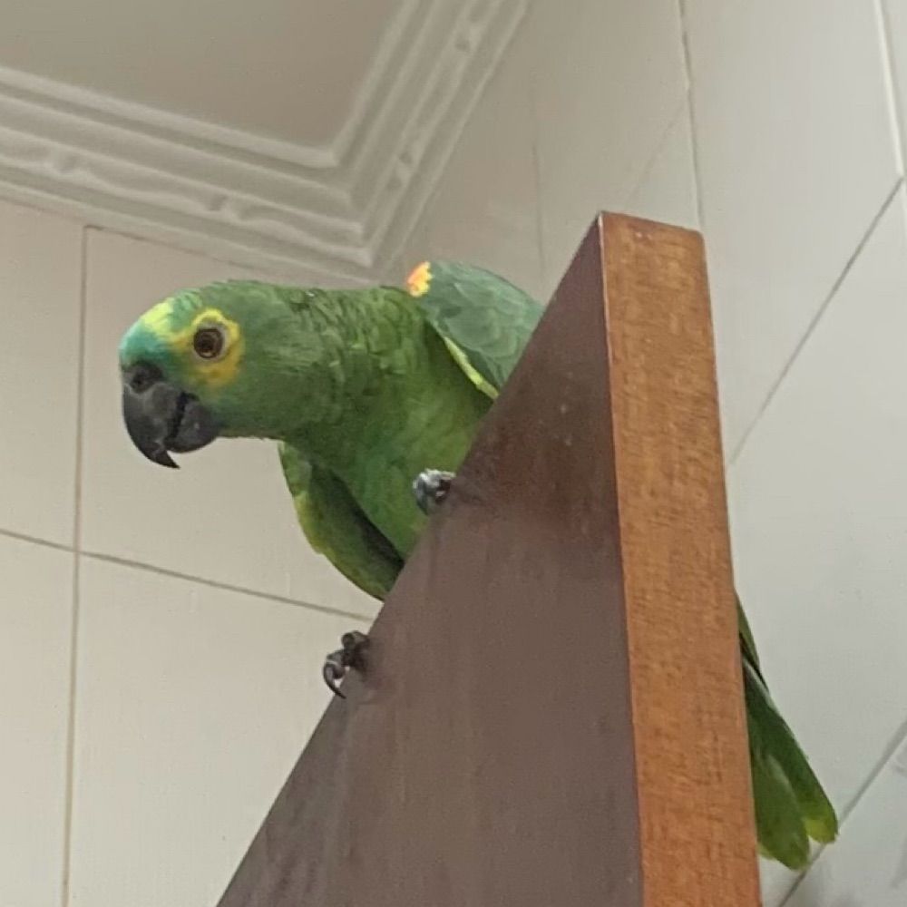vera