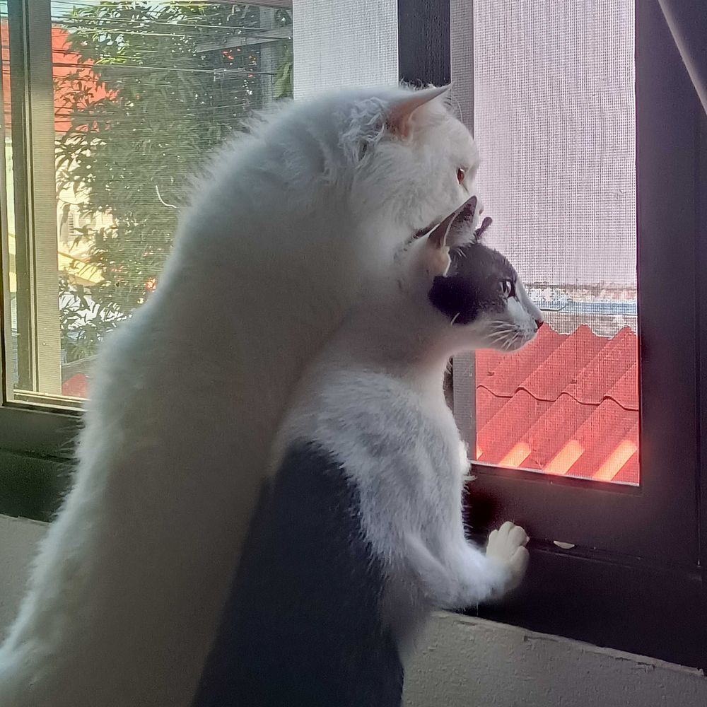 😺ซันนี่ไลอ้อน😺