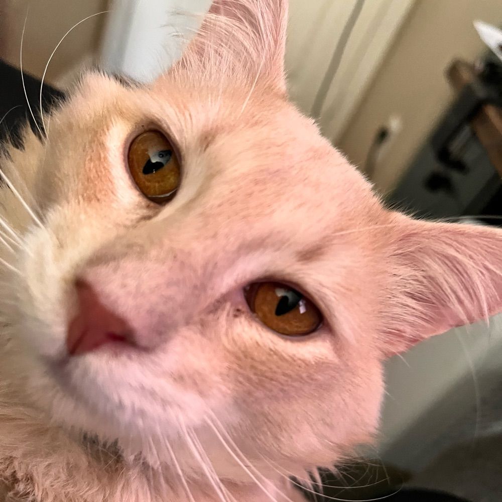 Nuska the Cat