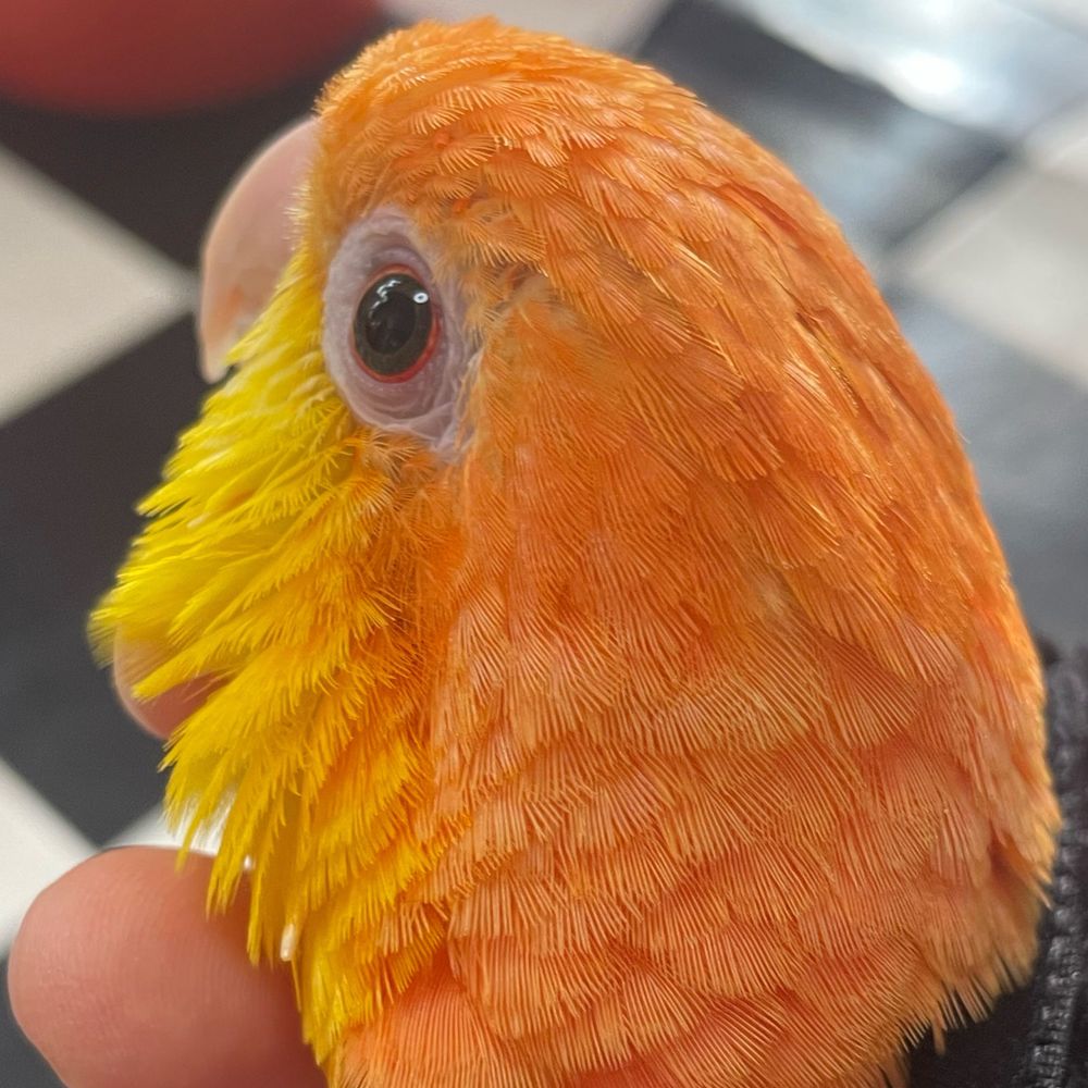 ちゃろんま