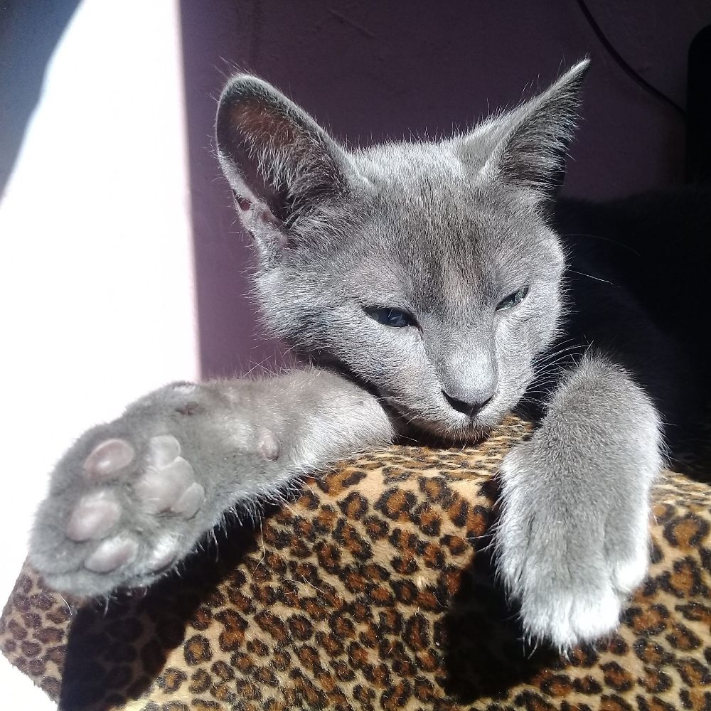 Sofía