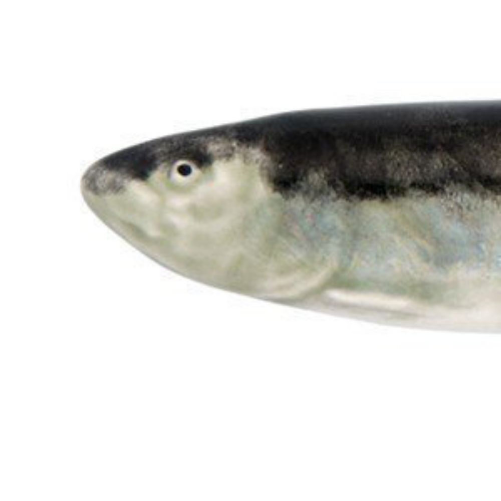Sardine Lab