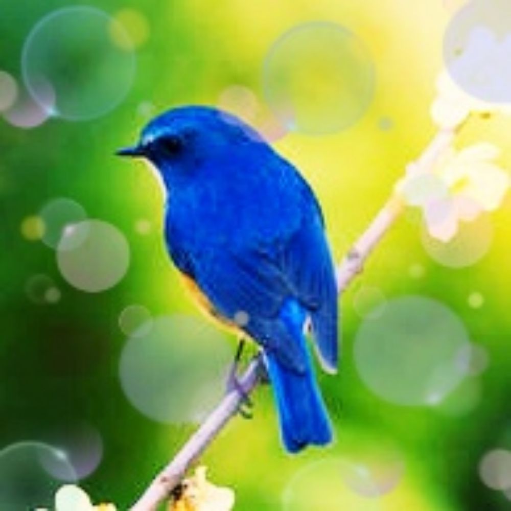 青い鳥
