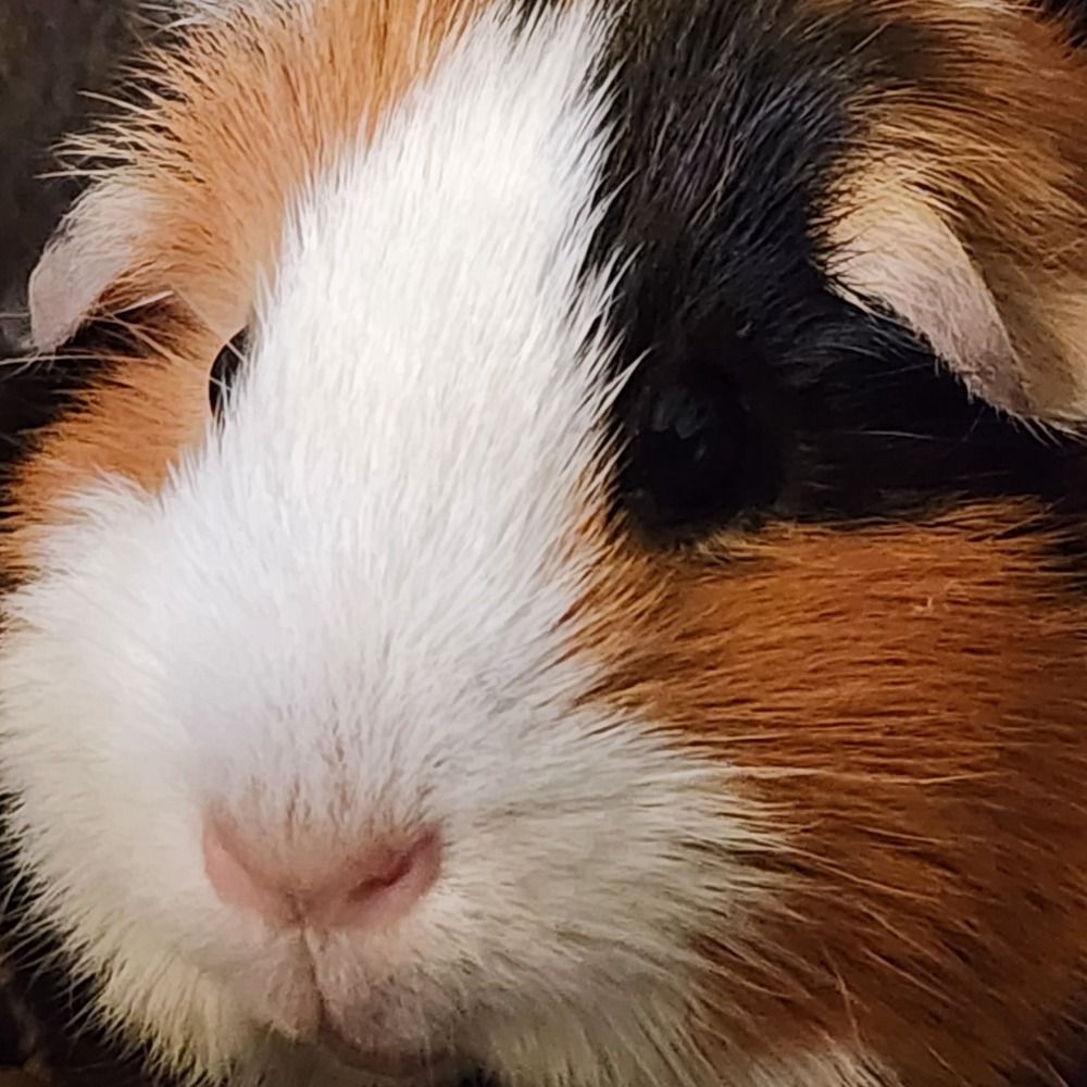 RinSilas