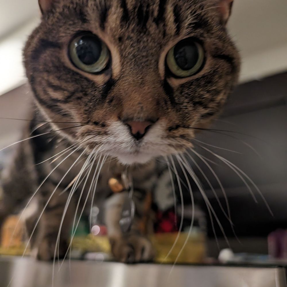 Just a normal cat