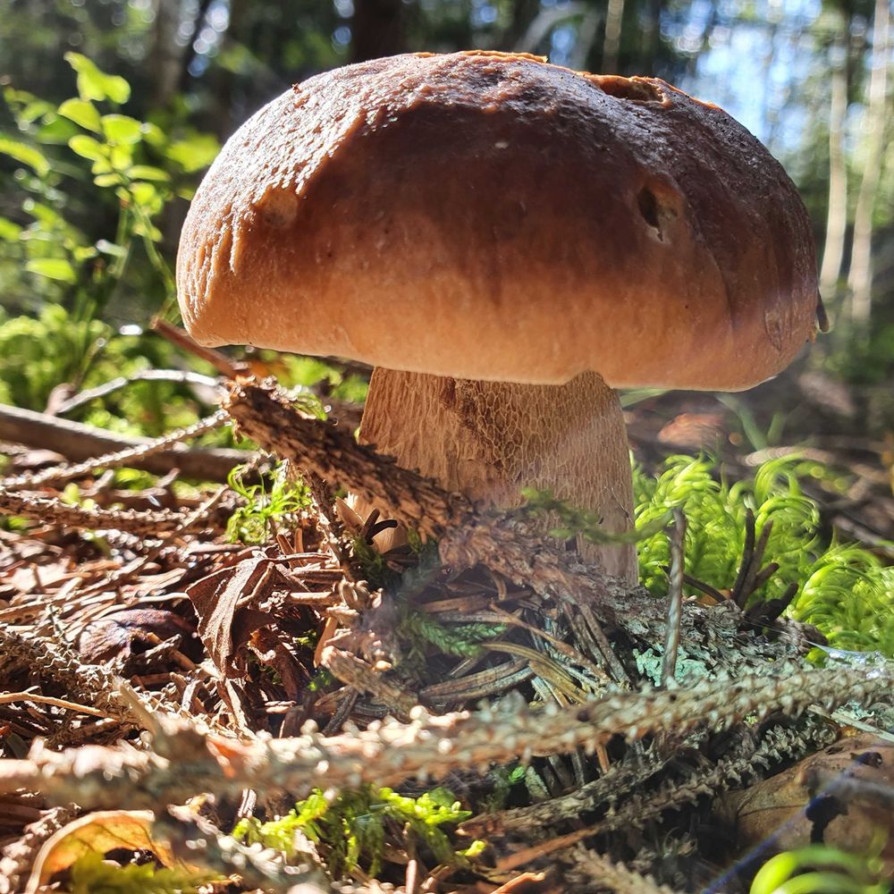 liten skogheks