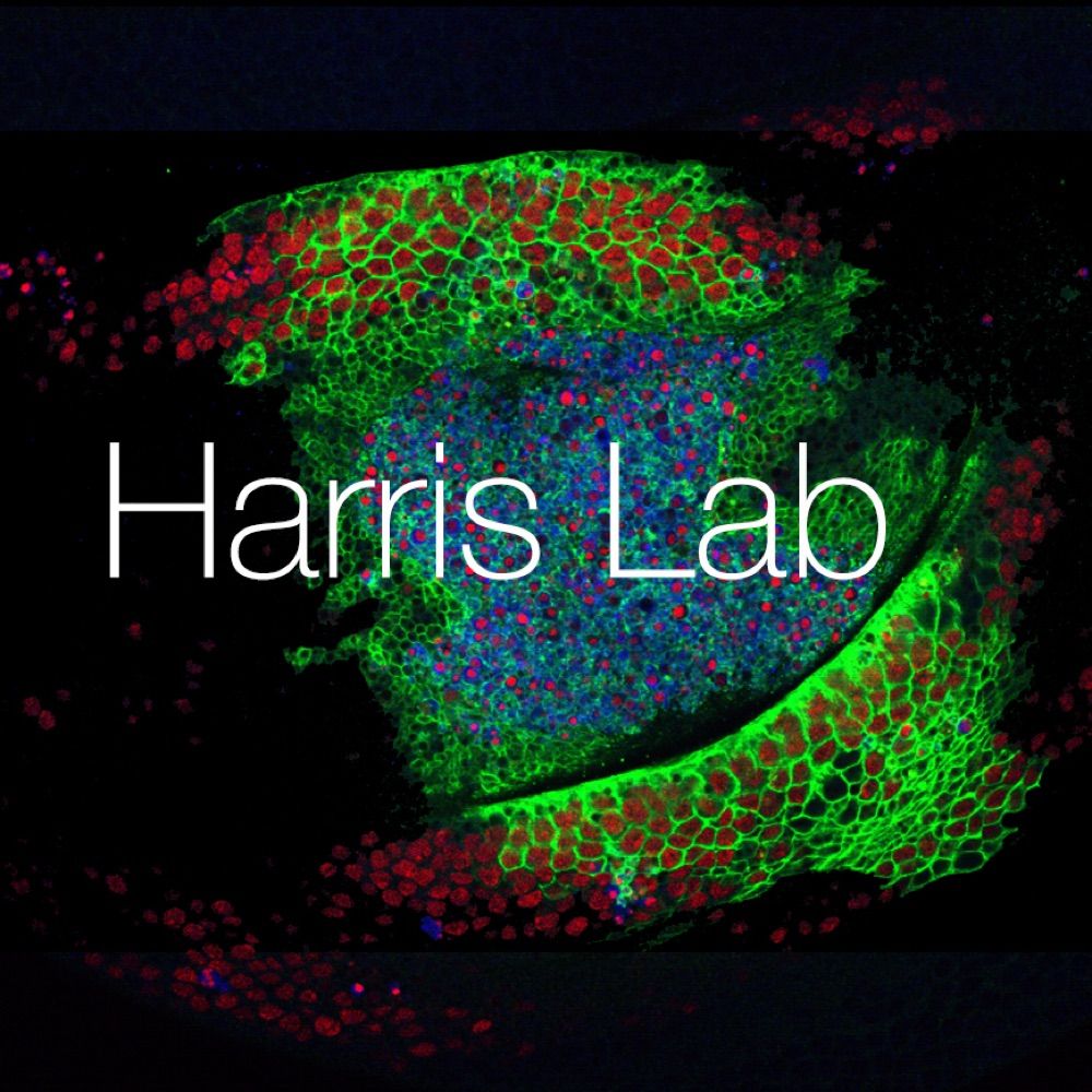 theHarrisLab