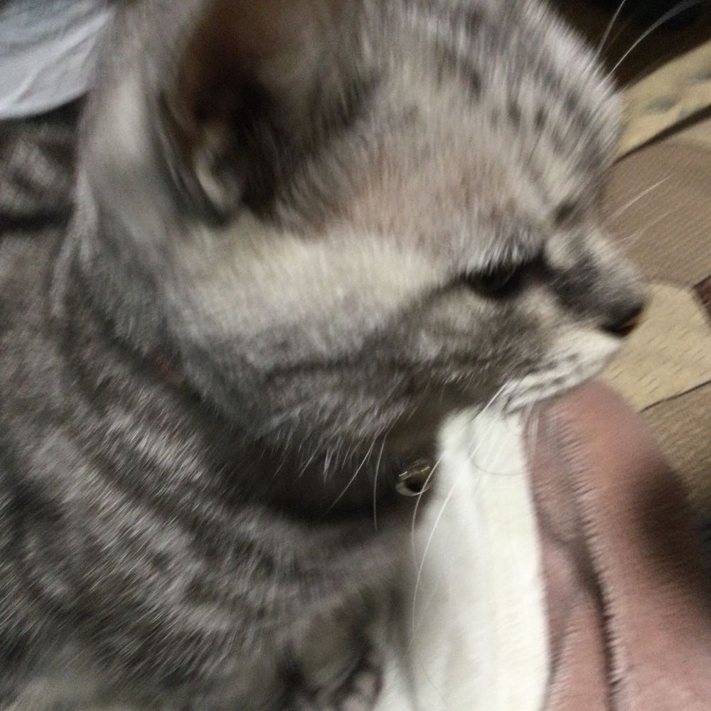 みっきーを