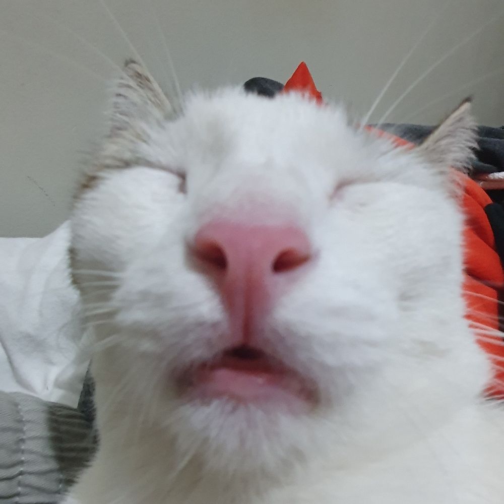 Elvis