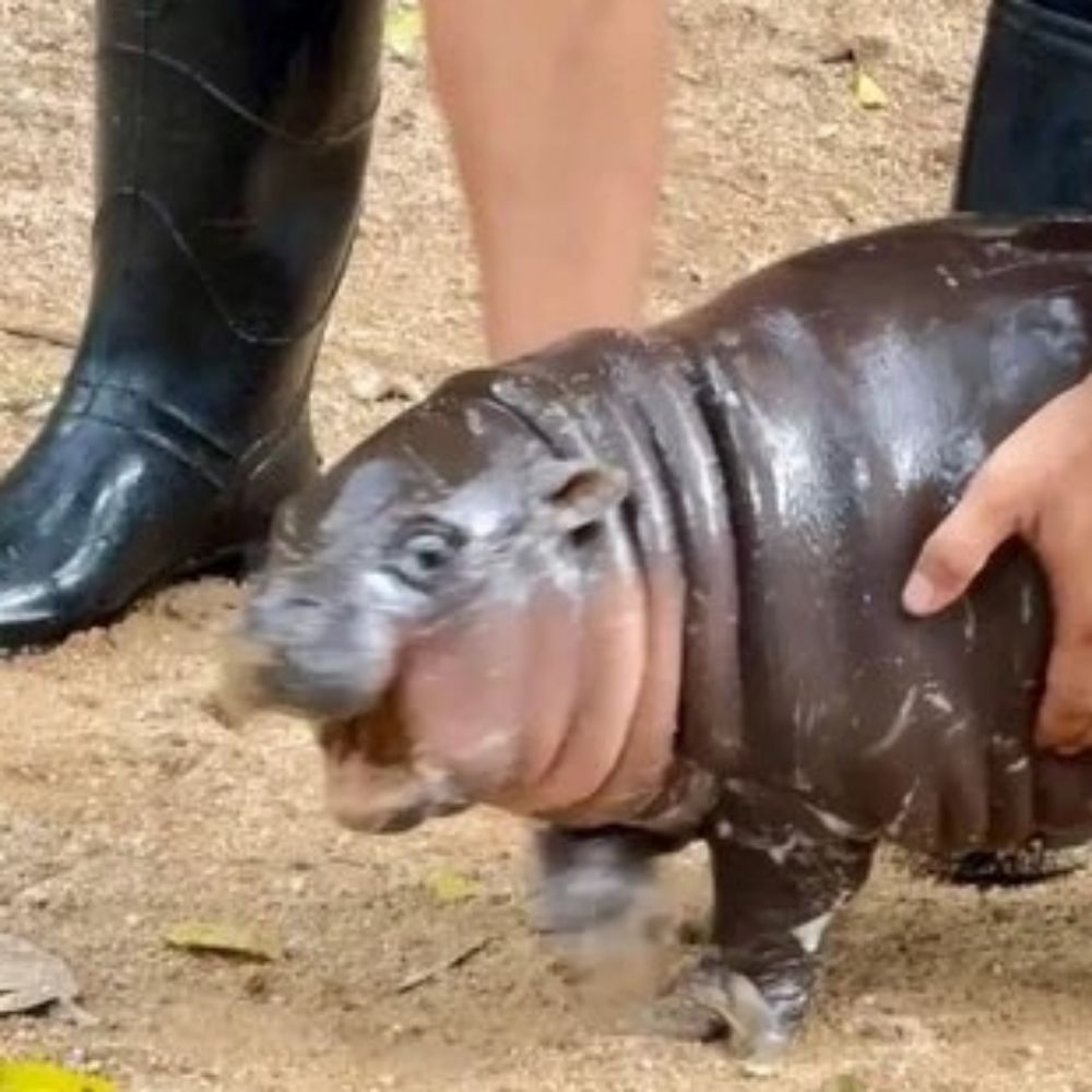 RARiN