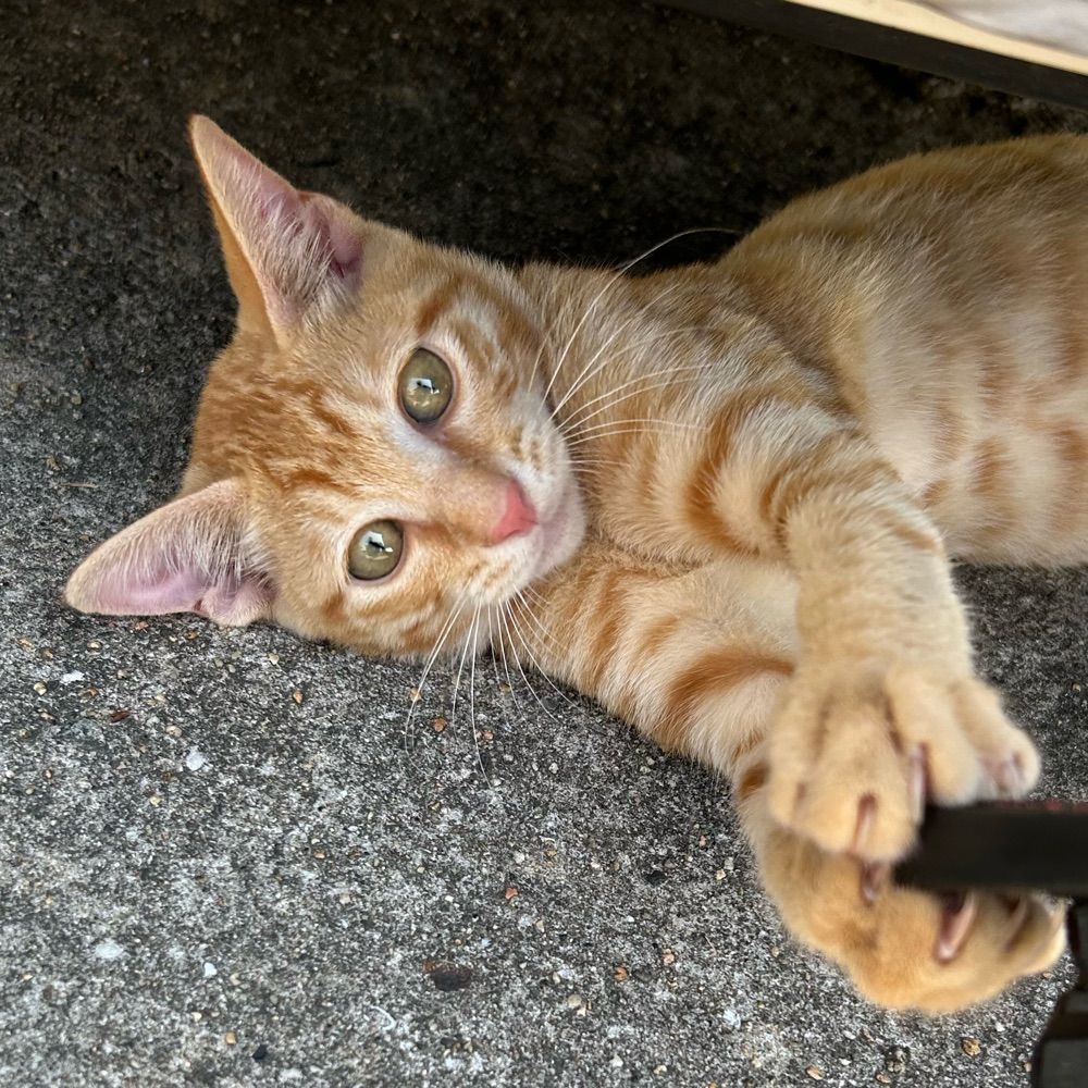 たいきち