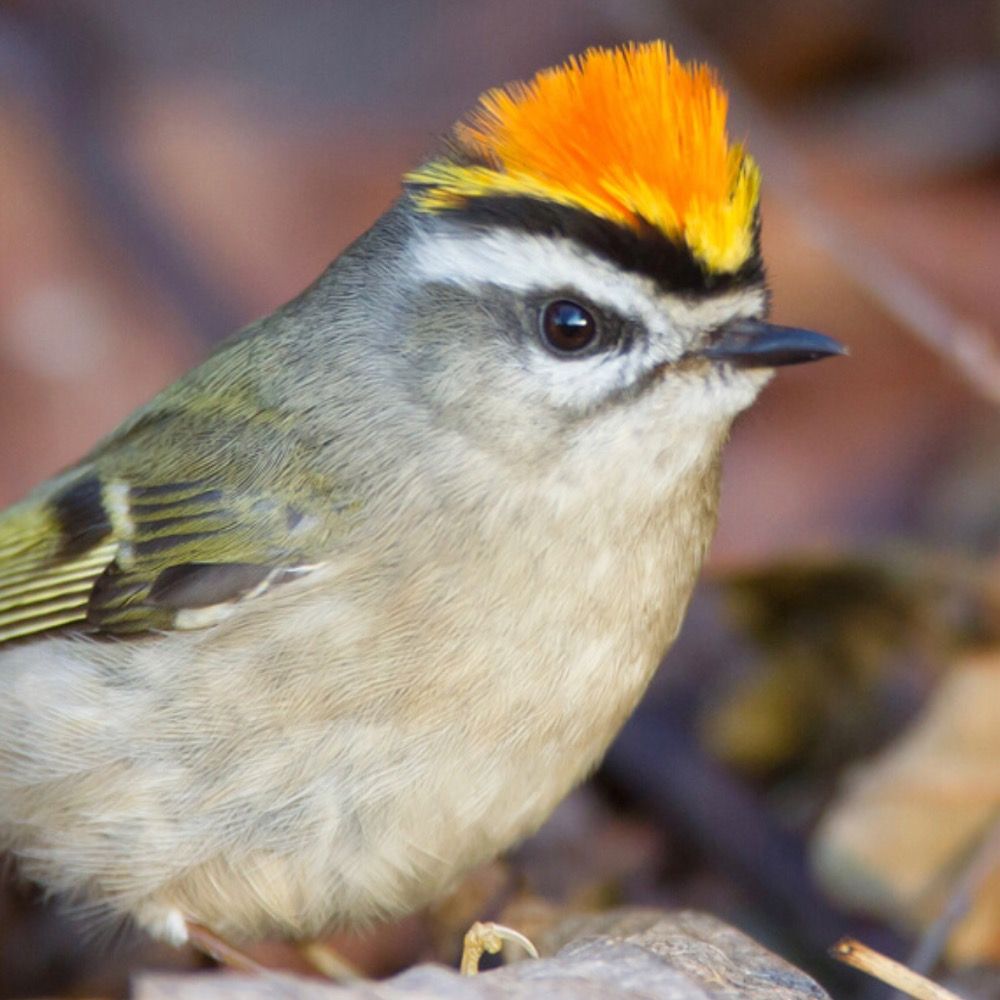 Feisty Kinglet's avatar