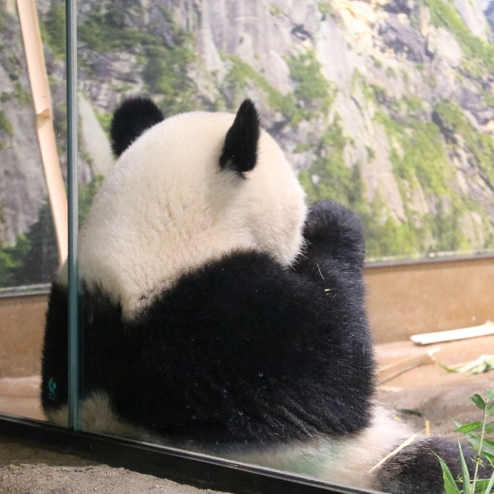 三鷹頼