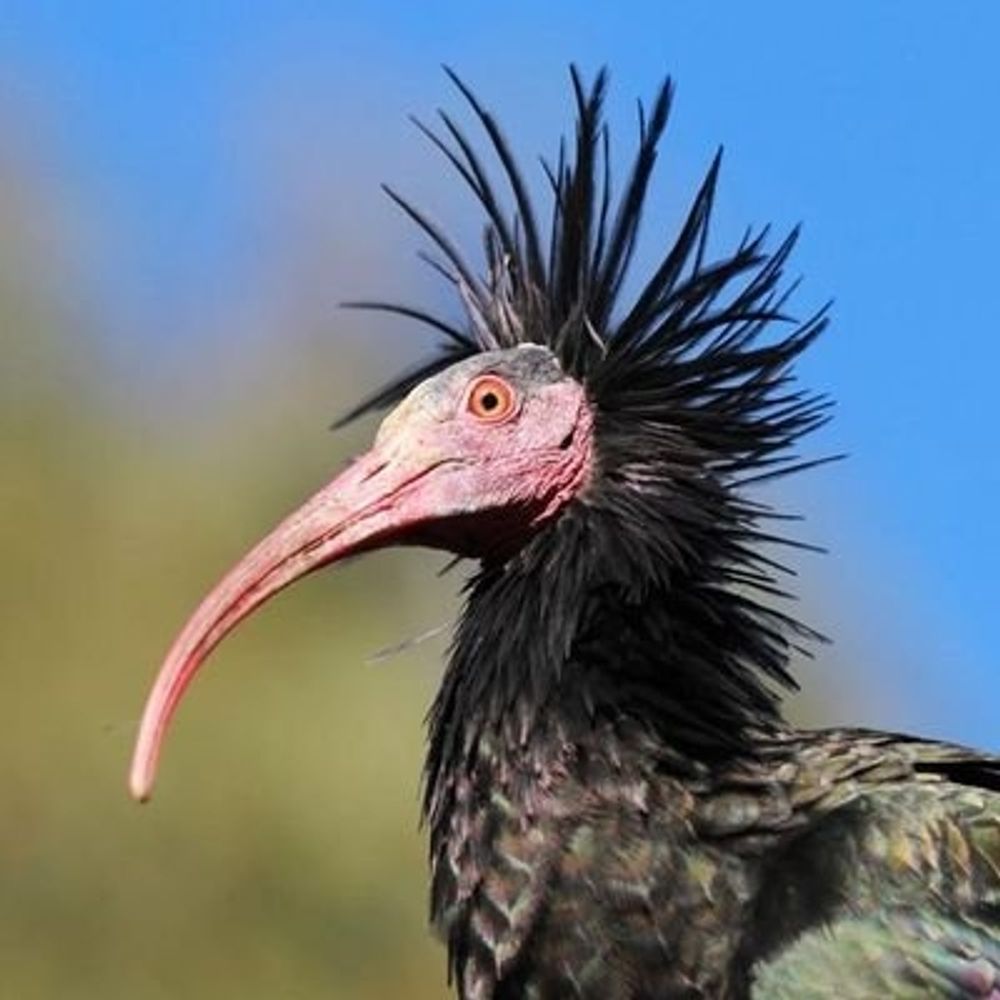 Ibis 