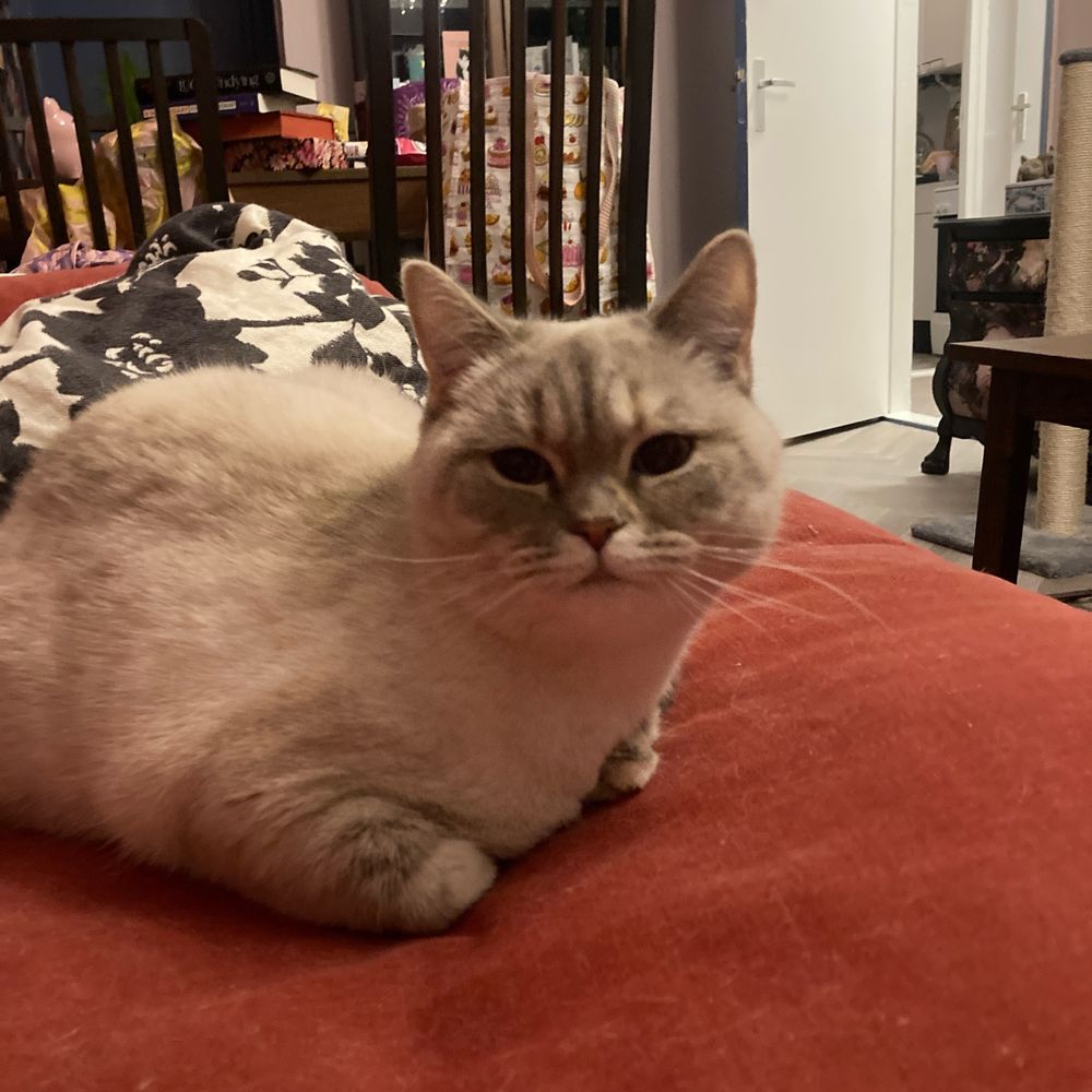 THAT Book-buying cat lesbian