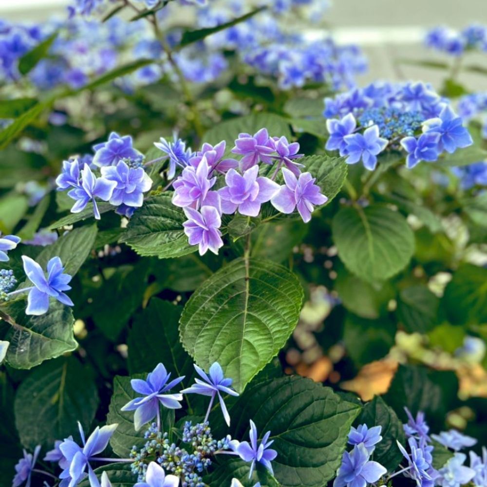 無糖
