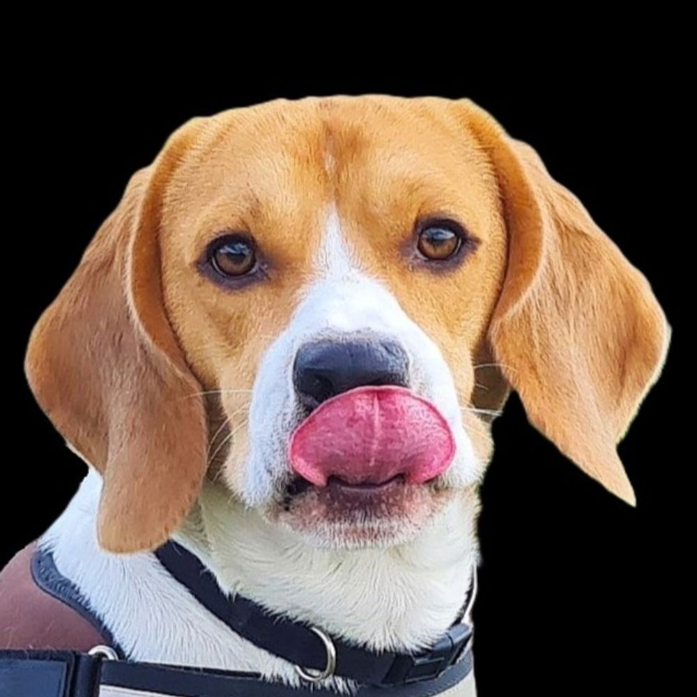 Benji Beagle