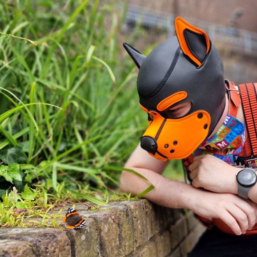 Pup Orpheus