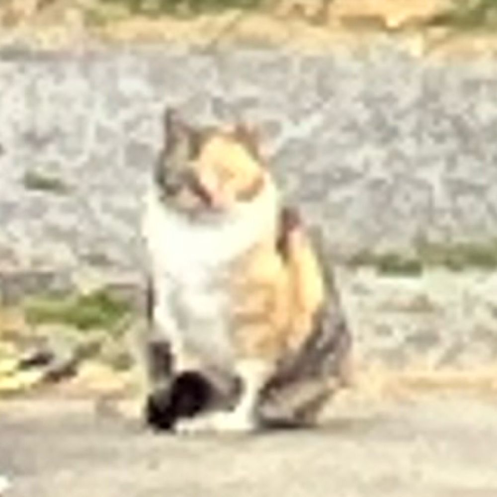 マーヤｧ
