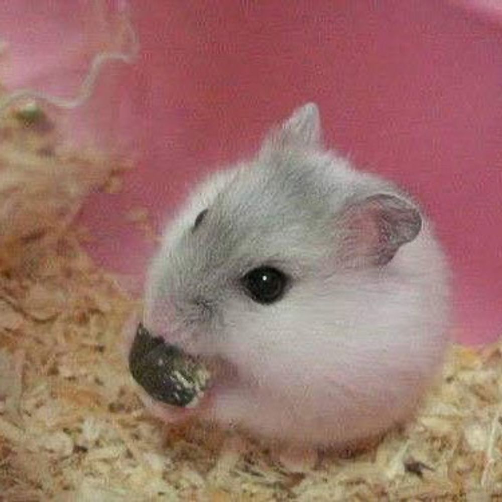 もりけん