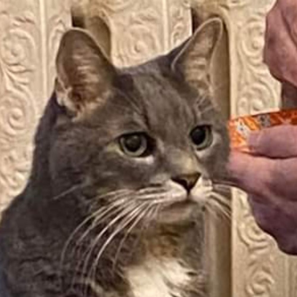 Mushkat