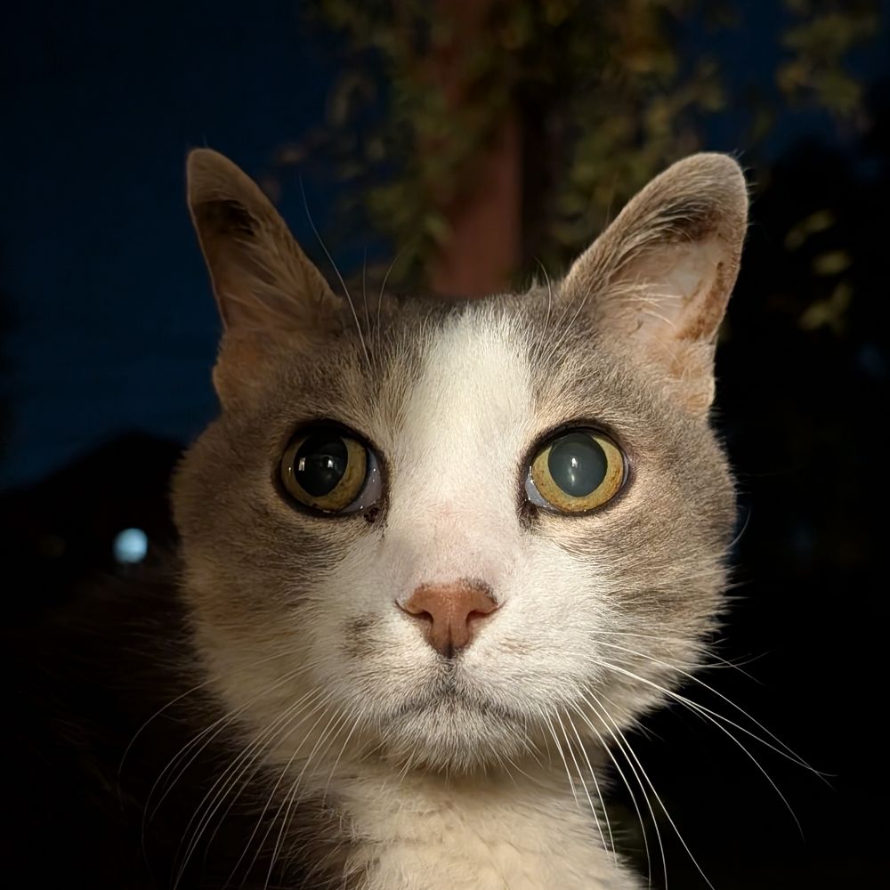 Cats and Stuff