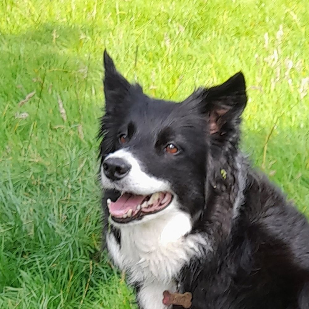 Dora Colliedog