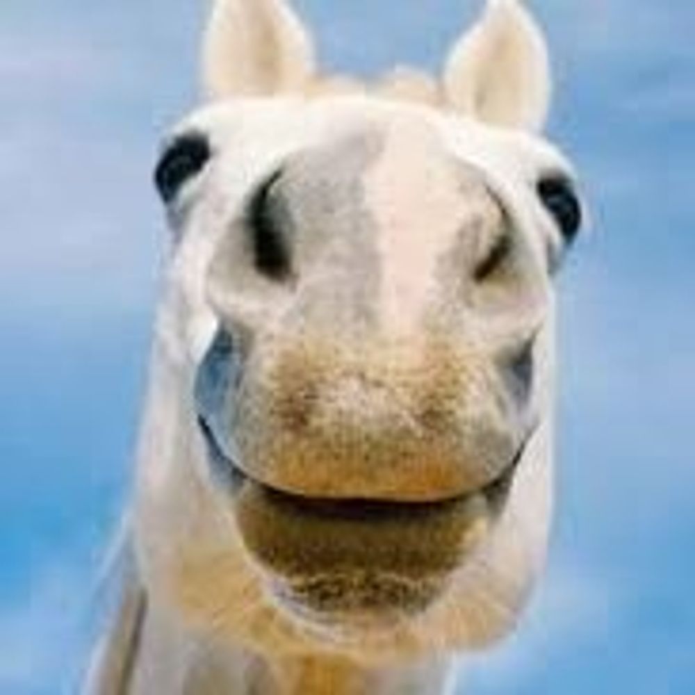 NutmegHorse