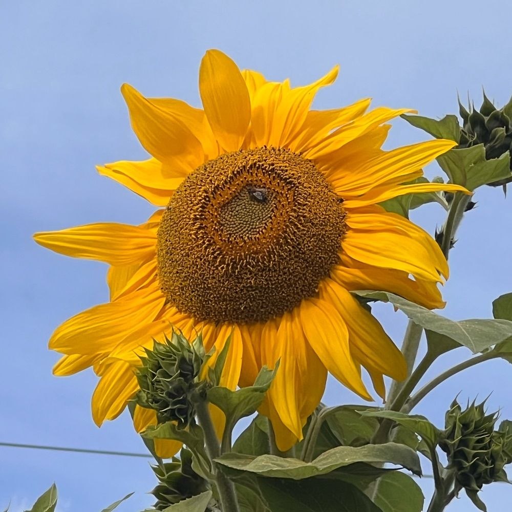 MsUnit