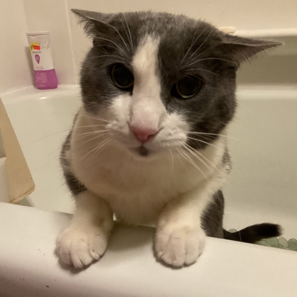 mau